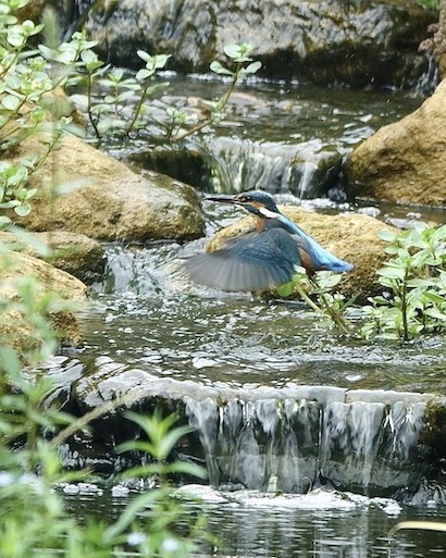kingfisher